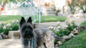 A Scottish Terrier on a walk in downtown STL