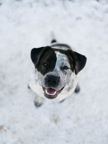 Keeping Your Dog Safe and Happy in St Louis Winter: Essential Cold Weather Tips