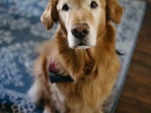 A golden retriever enjoy a pet sitting visit from the comfort of their own home.