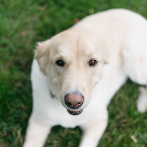 St. Louis Summer Dog Walking: Expert Tips to Keep Your Pup Cool & Safe