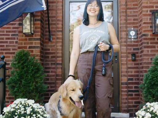 A dog walker leads a golden retriever