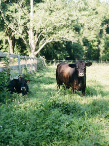 A pair of mini cows enjoying their pasture