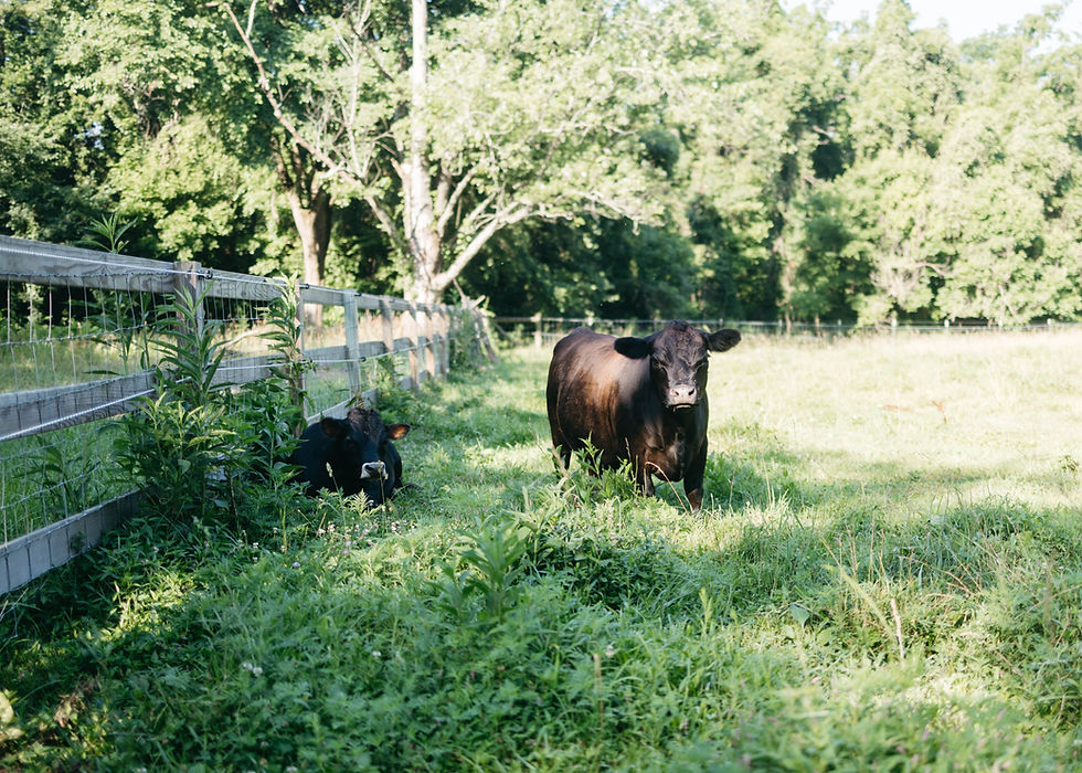 A pair of mini cows enjoying their pasture