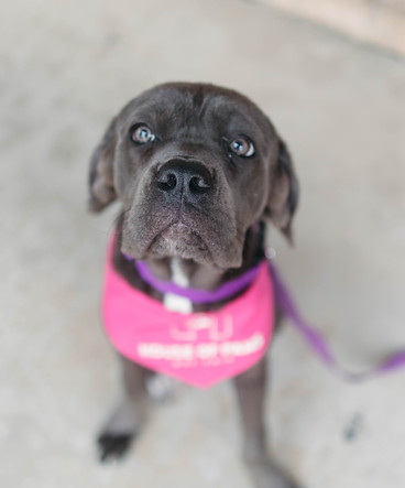 Grey dog in a pink harness sitting and looking up at the camera