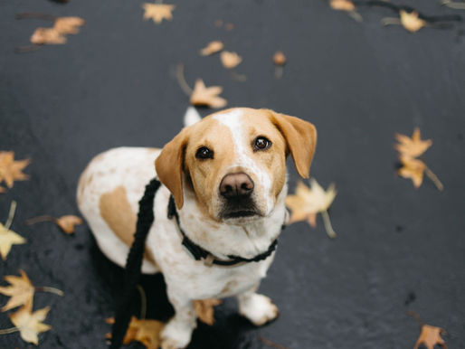 The Ultimate St. Louis Fall Sniffari Guide: Dog Friendly Hikes Your Pup Will Love