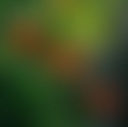 Planting a Pet-Safe Garden in St. Louis: Native, Pet-Friendly Flowers for Midwest Yards