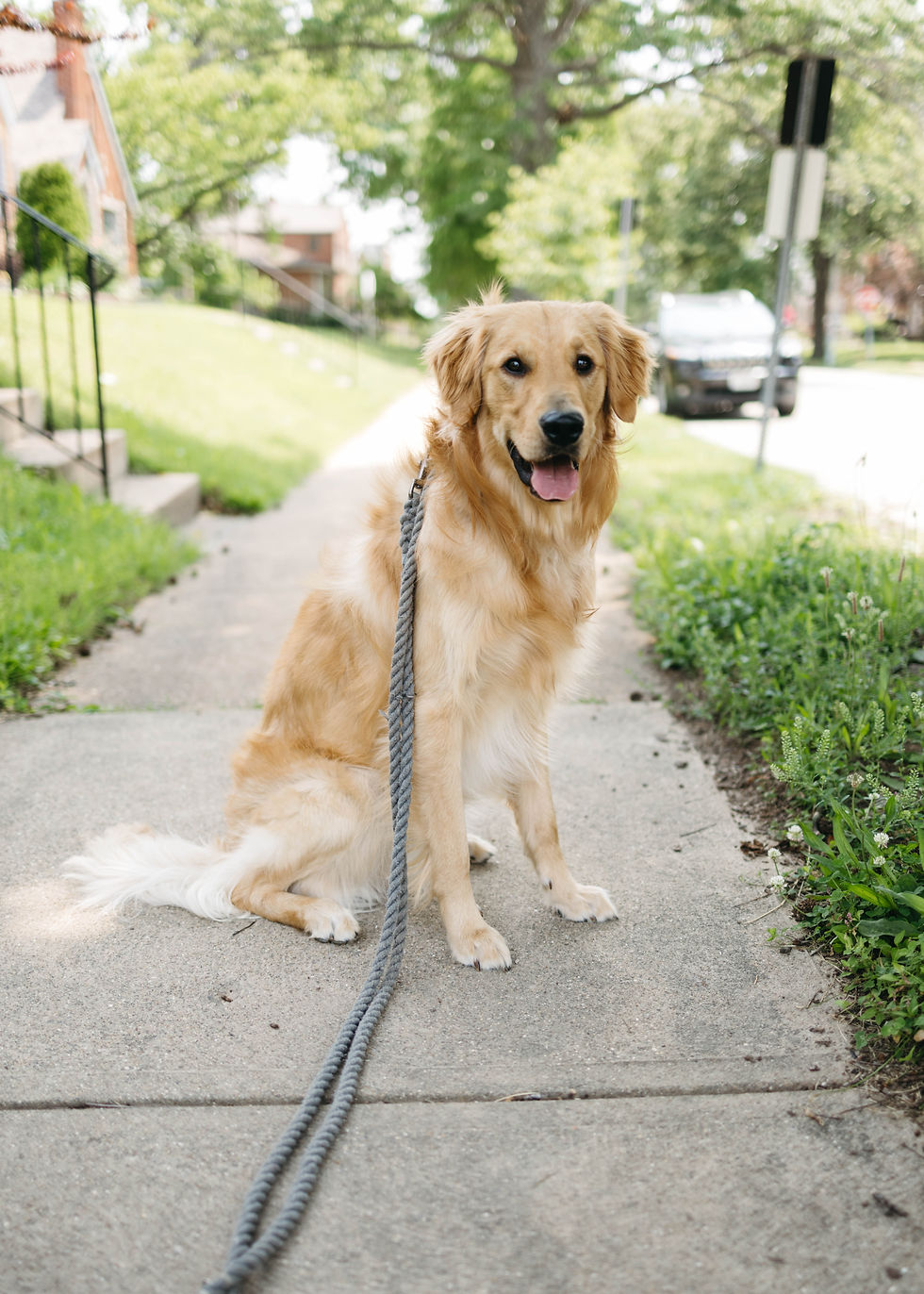 Goose the Golden Retriever enjoying a House of Paws walk in South Hampton!