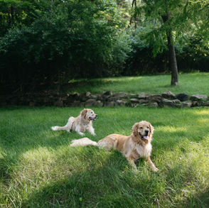 Two golden retrievers in their back yard.