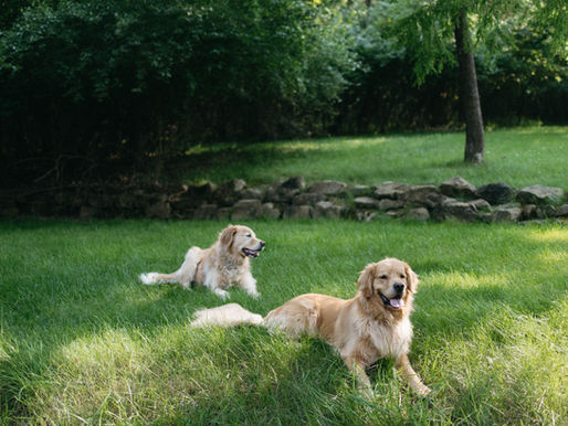 Two golden retrievers in their back yard.