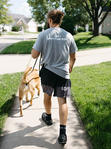 Professional House of Paws dog walker walking a tan dog on a neighborhood sidewalk in St. Louis MO