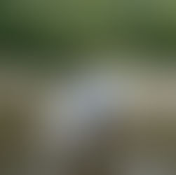 A dog walker and dog enjoying a creek crossing during an adventure walk.