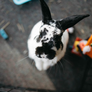 A black and white domestic rabbit
