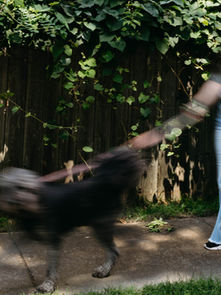 Dog Walking vs. Dog Daycare: Why Walks Win
