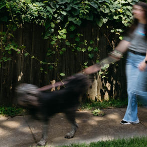 Dog Walking vs. Dog Daycare: Why Walks Win