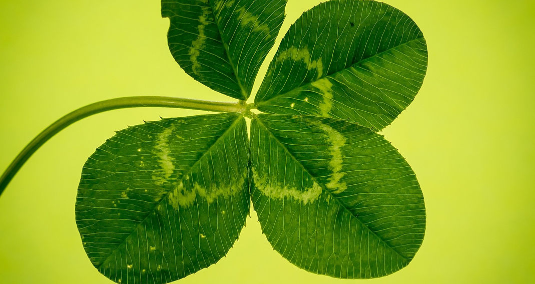 the four leaved clover