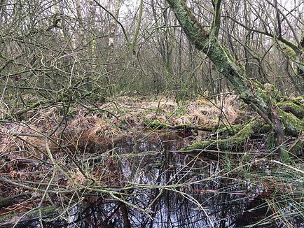 Berkenbroekbos_Aamsveen.jpg