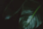 Tropical Leaves Collection (7).jpg