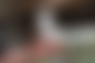 Beautiful light coloured African Grey