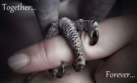 There's Nothing Like a Feathered Friend