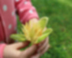 Child holds open flower blossom.