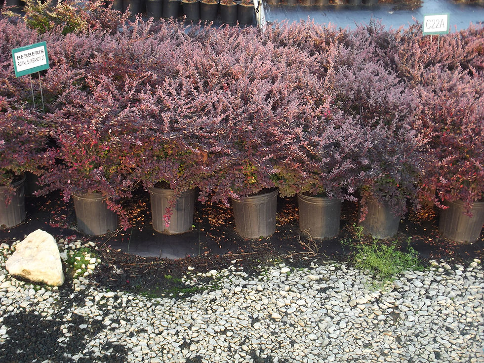 Berberis Royal Burgandy 2c (2)