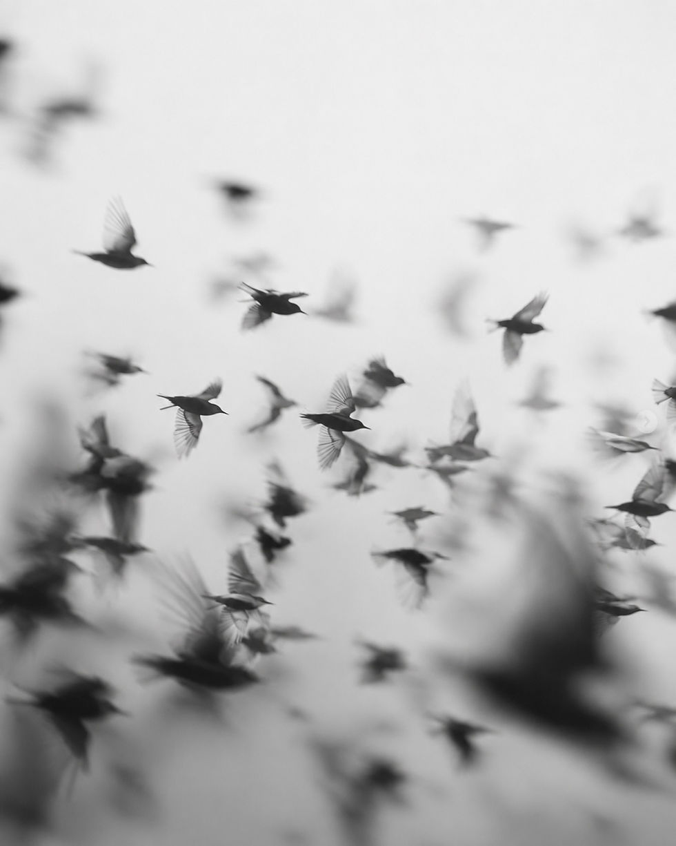 Schwarz-weißer, unscharfer Vogelschwarm im Flug vor hellem Himmel, mit dynamischer Bewegung.