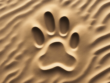 Coping with Loss: Expert Pet Grief Counselling Insights