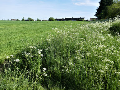 Coles Field 4