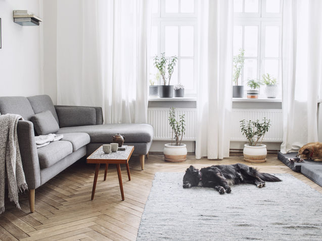 Sheer Curtains in stylish living room