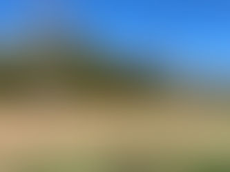 Carpathian walnuts planted  