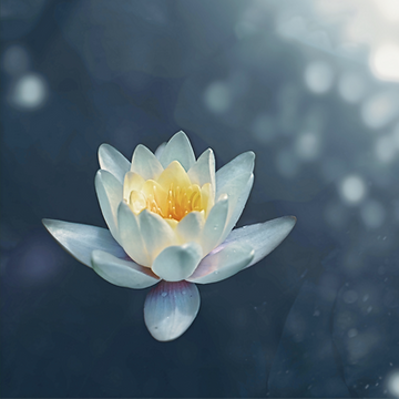 Lotus Flower_edited_edited_edited.png