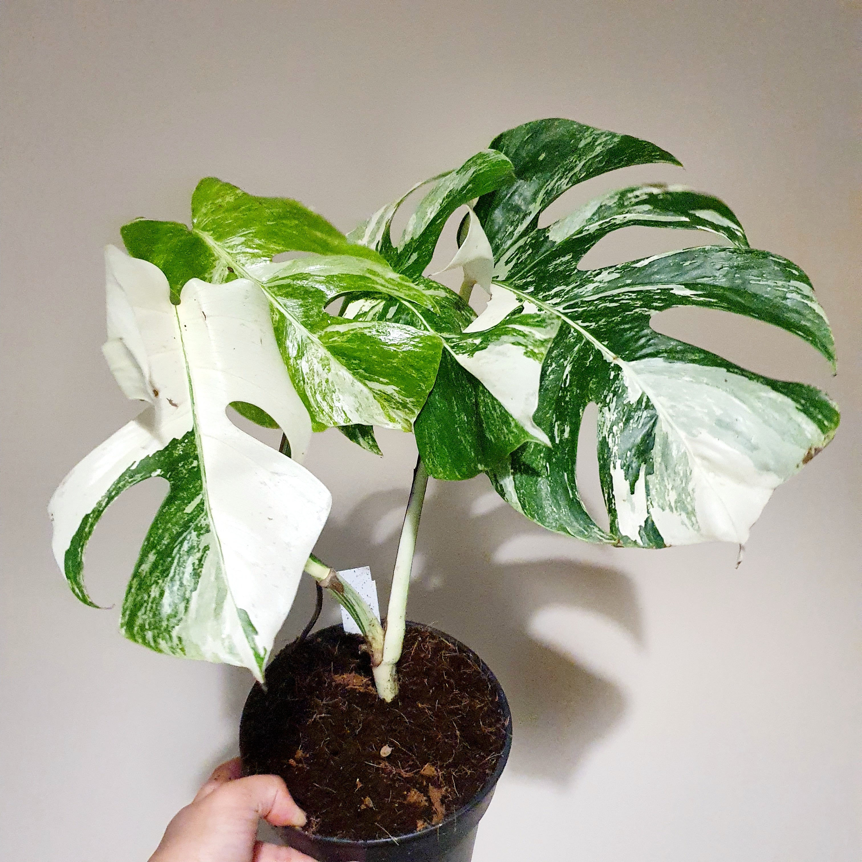 Monstera Albo High Variegated Plant with POT