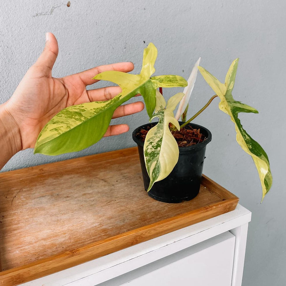 Thumbnail: Florida Beauty Variegated Plant With POTPOT