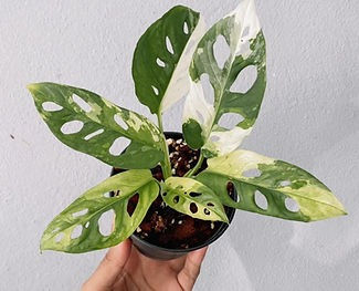 Thumbnail: Monstera Adansonii Mint Variegated Plant With POT