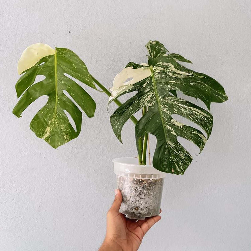 Thumbnail: Variegated Monstera Albo  Plant with POT