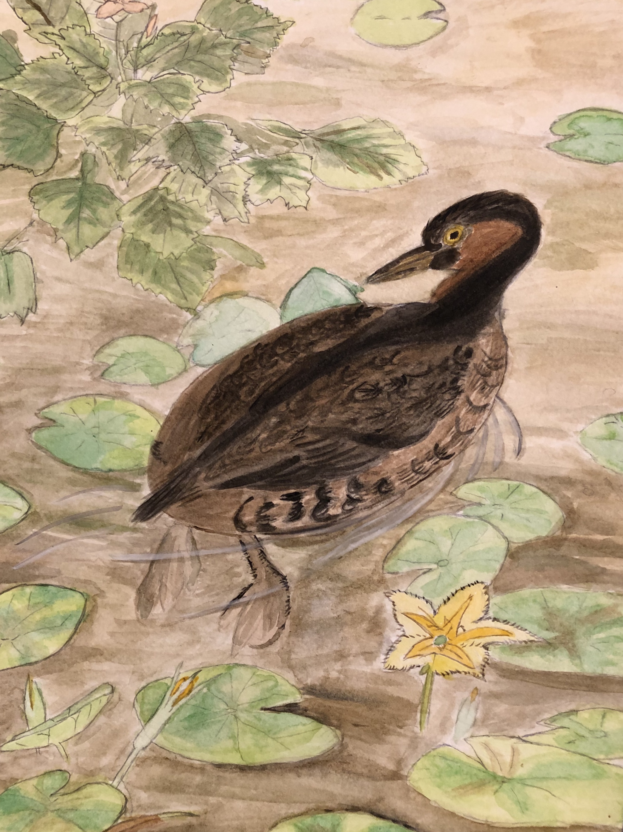 Water Color (Adult)