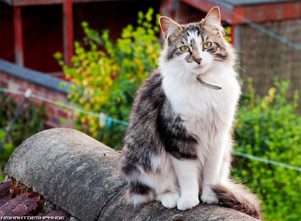 8715459460_d8e1871e07_o