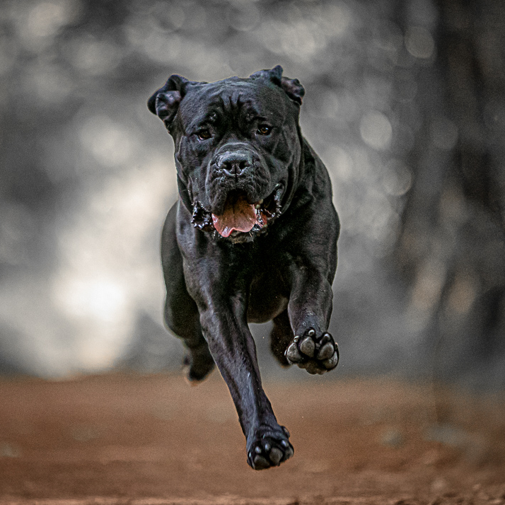 Copy of Coney - 271_edited.jpg