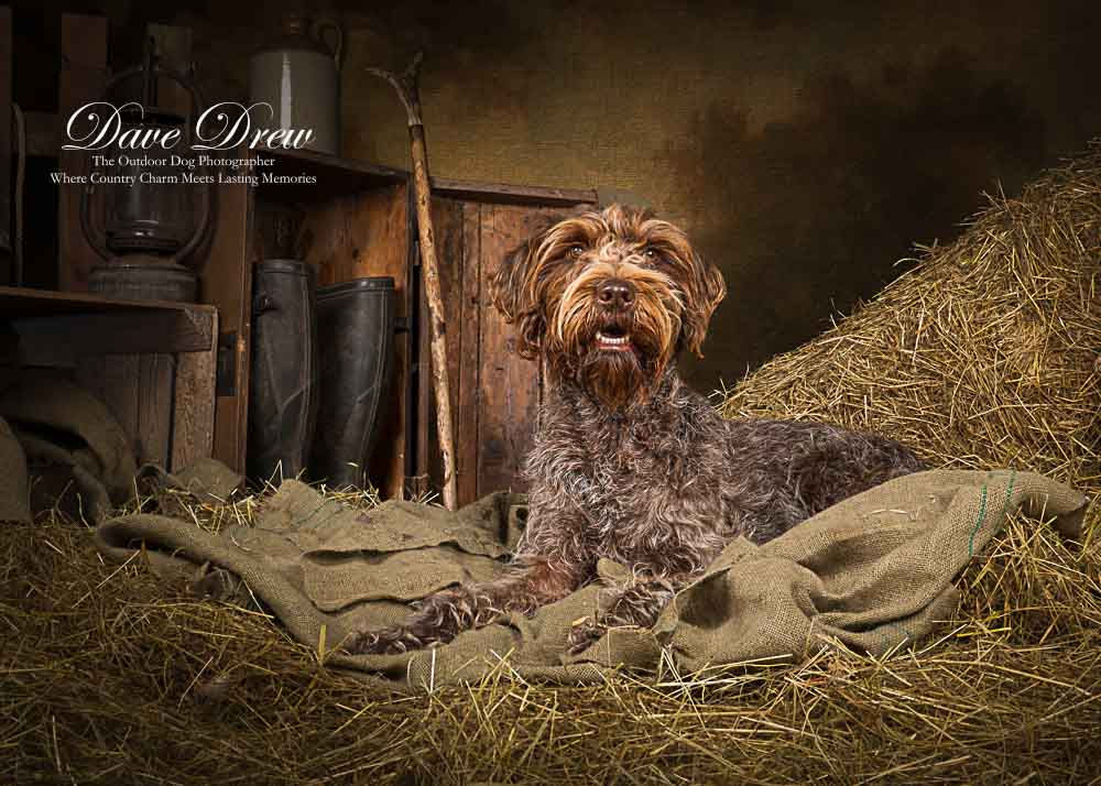 A brown wire-haired dog lying on hay and hessian sacks in a rustic countryside-style studio portrait by The Outdoor Dog Photographer, Dave Drew, featuring vintage farm props and a warm country backdrop.
