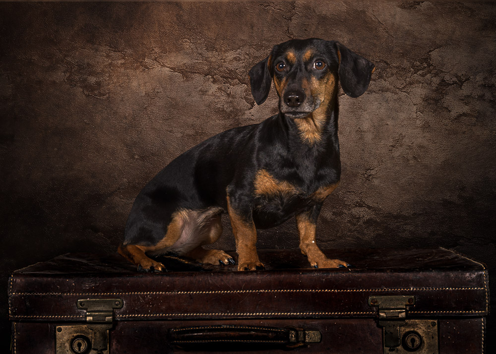 Roxy and Ozzie - 032.jpg