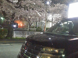Spotlight: Sakura Nissan Elgrand Autech Rider