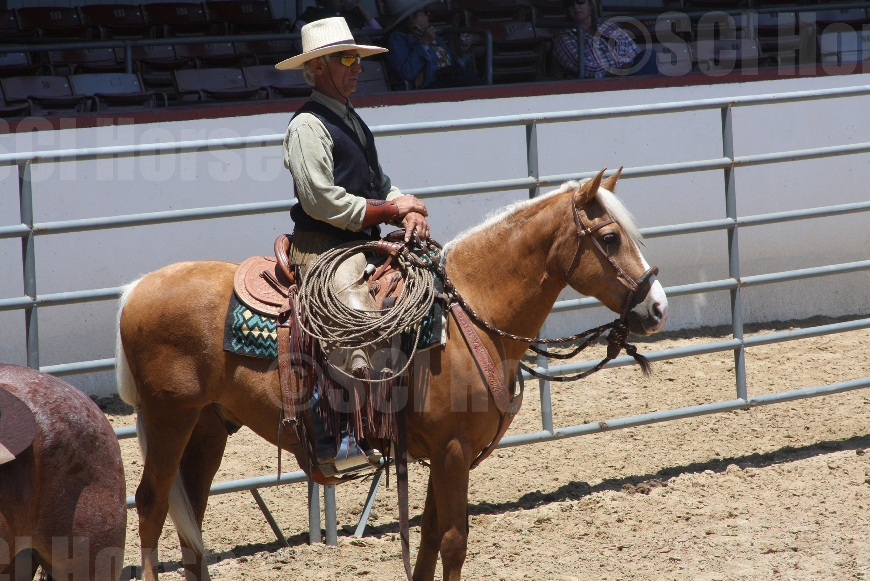 SANTA CRUZ ISLAND HORSE