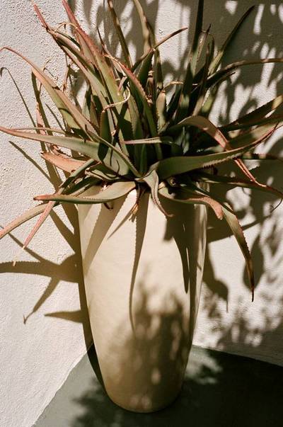 Inspired by... Sophie Buhai