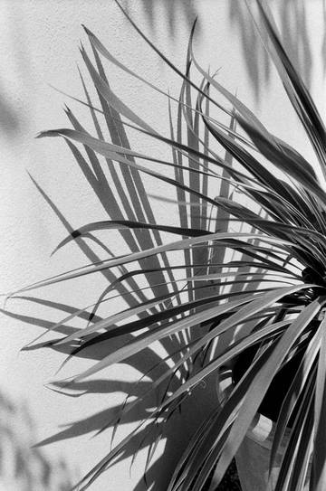 Inspired by... Sophie Buhai