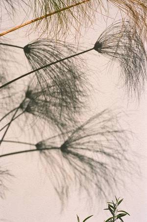 Inspired by... Sophie Buhai