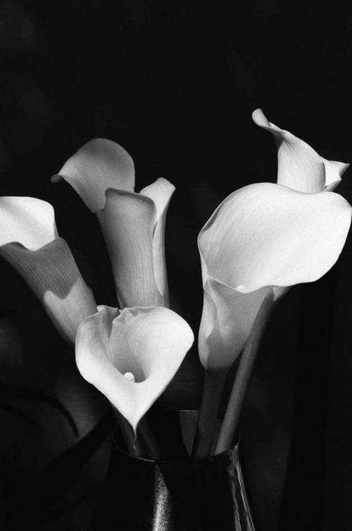Inspired by... Sophie Buhai