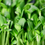 Thumbnail: Sunflower Shoots 80g