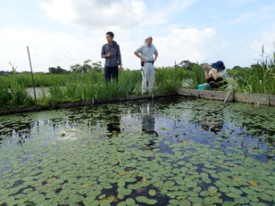 Junsai, a local vege, in Akita