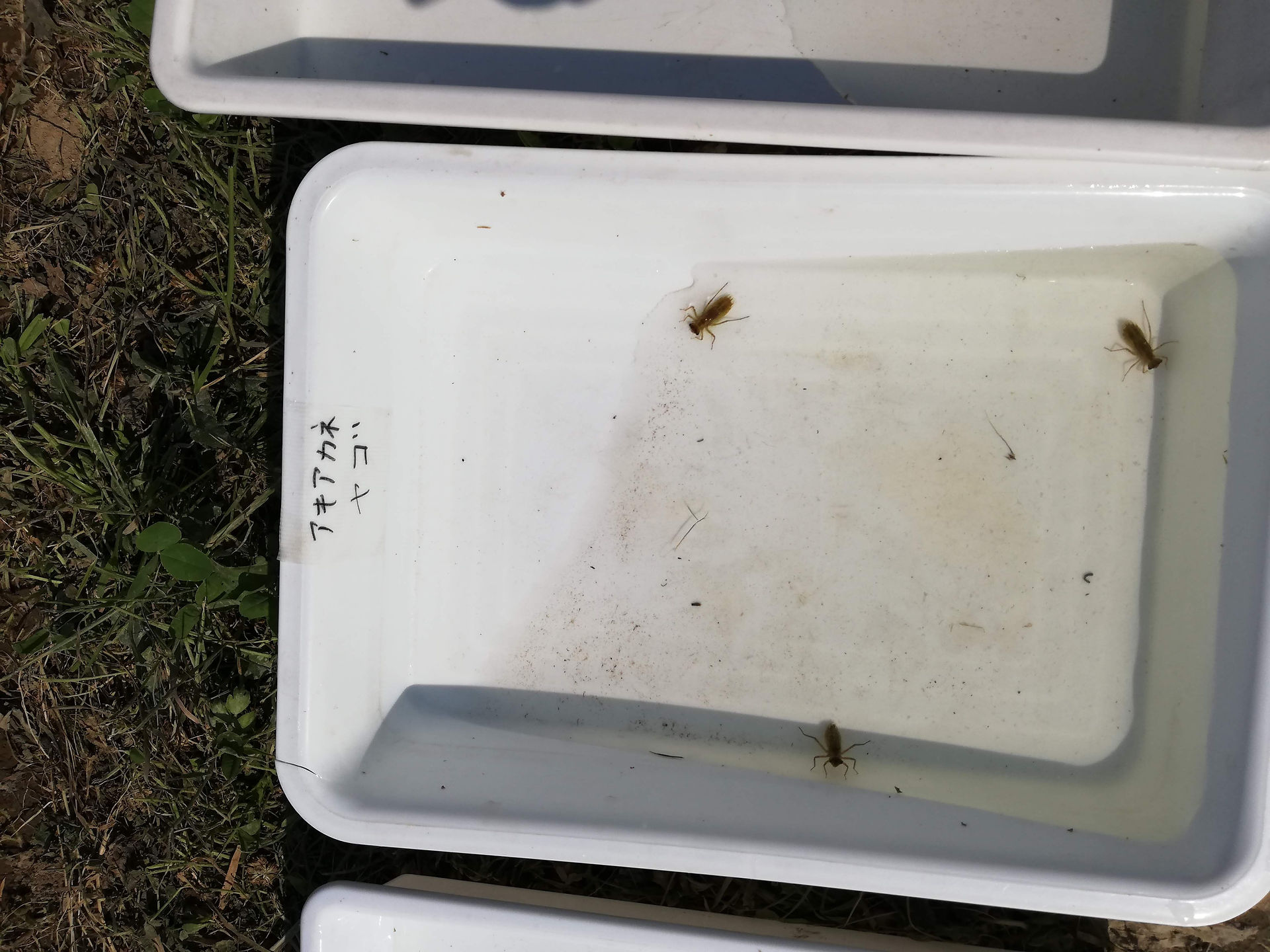 dragonfly larvae