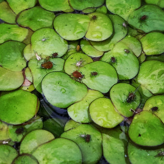 Rearing Water lily Aphid (Rhopalosiphum nymphaeae)